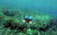 Blue ROV 2 (Photo: Blue Robotics)