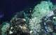 (Photo: Schmidt Ocean Institute)