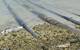 Pipeline in intertidal zone (Photo: Marsol International)