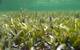 Posidonia australis seagrass meadow in Shark Bay. Photo by Sahira Bell, PhD graduate from UWA.