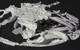 3-D reconstruction of the jaws, gill arches and braincase of Gladbachus adentatus (Credit: Michael Coates and Kristen Tietjen, University of Chicago)