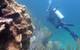 A NOAA researcher swims past coral while collecting data in the U.S. Caribbean. (Credit: NOAA)