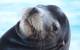 A sea lion bull rests on a Pacific platform offshore California (Photo by Greg Sanders, BOEM)