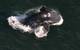 A right whale breaching (Credit: NOAA-NEFSC/Christin Khan)