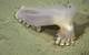 A standout discovery of the workshop, this striking deep-sea holothurian (sea cucumber) was named “Loki” for its prominent horned appendages, reminiscent of the god in Norse mythology. Captured in high-definition in-situ video and images on the seafloor of the Mar del Plata Submarine Canyon, it represents one of up to 10 new holothurian species uncovered during the Argentina workshop. Credit: ROV SuBastian / Schmidt Ocean Institute
