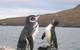A new study compared sea surface temperatures with endangered Galapagos Penguin population counts and found that the penguin population doubled while waters cooled around their nesting islands. (Courtesy of Snowmanradio/Flickr)