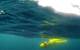A submarine glider, owned by Blue Ocean Monitoring, prepares for its first dive after being deployed off Orkney (Photo: NOC)