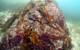 Three weeks after Oct. 9, 2013, when thousands of sunflower sea stars swarmed Croker Rock near Croker Island, located in the Indian Arm fjord, north of Vancouver, British Columbia, the sea stars have vanished. Credit: Neil McDaniel