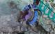 A three-finger soft manipulator grasping a sea anemone attached to a rock on a hard substrate. (Credit: Schmidt Ocean Institute)
