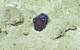 An unidentified cephalopod (most likely a sepiolid, aka Bobtail squid) is documented at 1800m deep by remotely operated vehicle (ROV) SuBastian off the coast of Puerto Rico. The area hosts several cephalopod species, but experts do not think this organism matches any of these known species very well. Photo Credit/Provider ROV SuBastian / Schmidt Ocean Institute